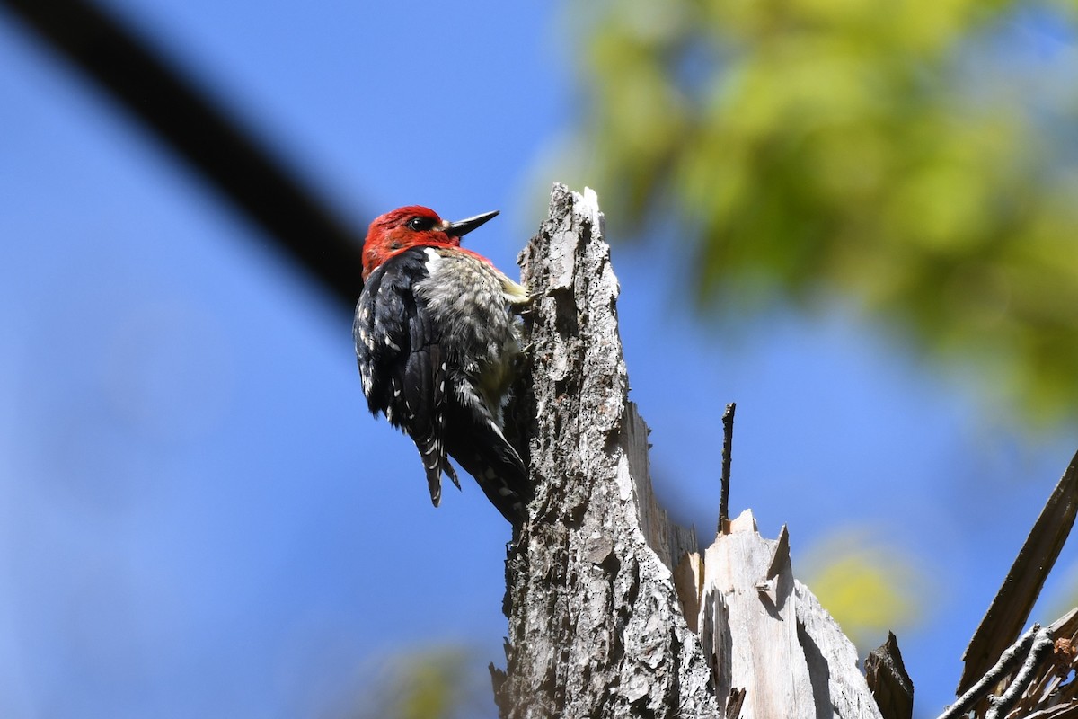 Red-breasted Sapsucker - ML618487343
