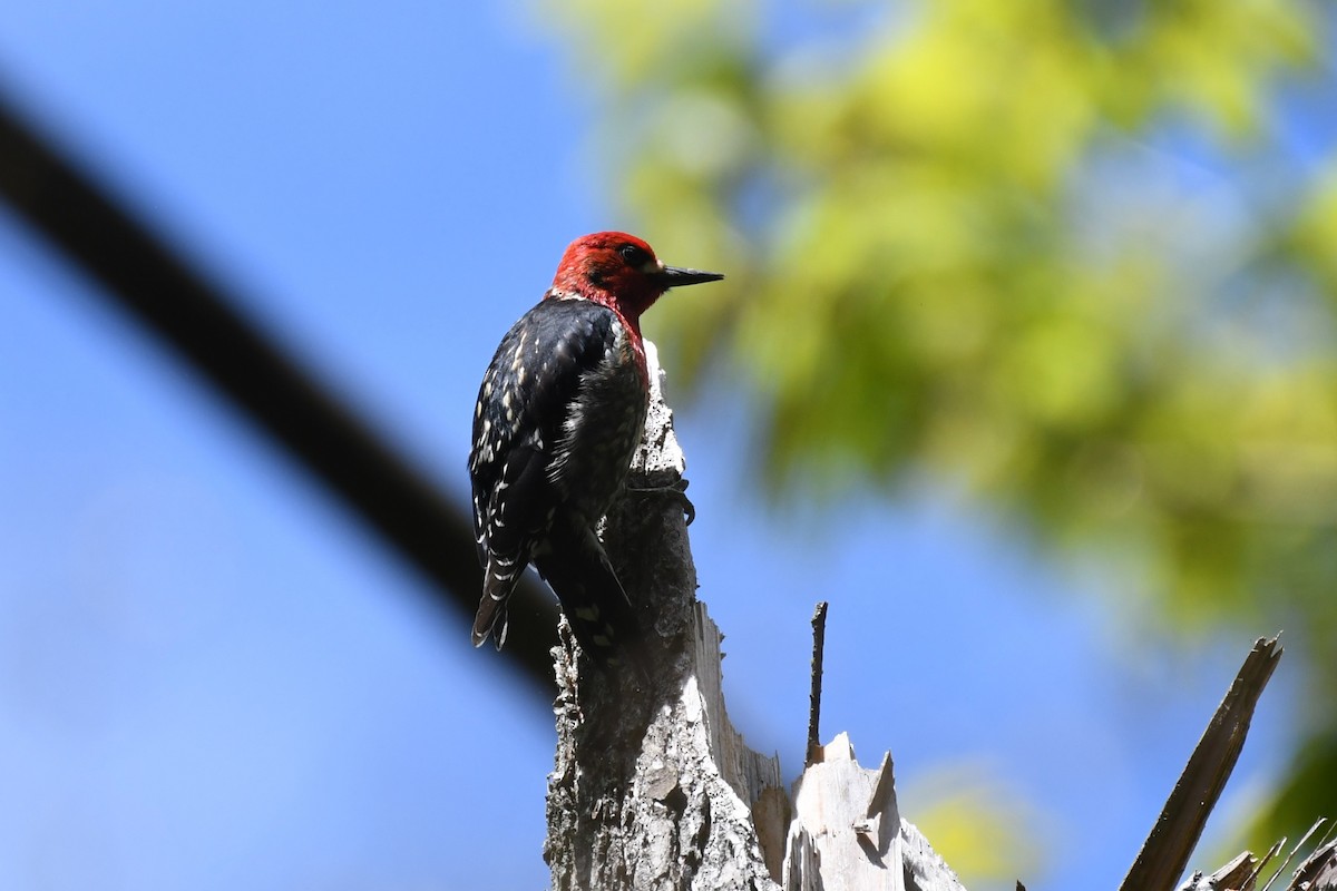 Red-breasted Sapsucker - ML618487344