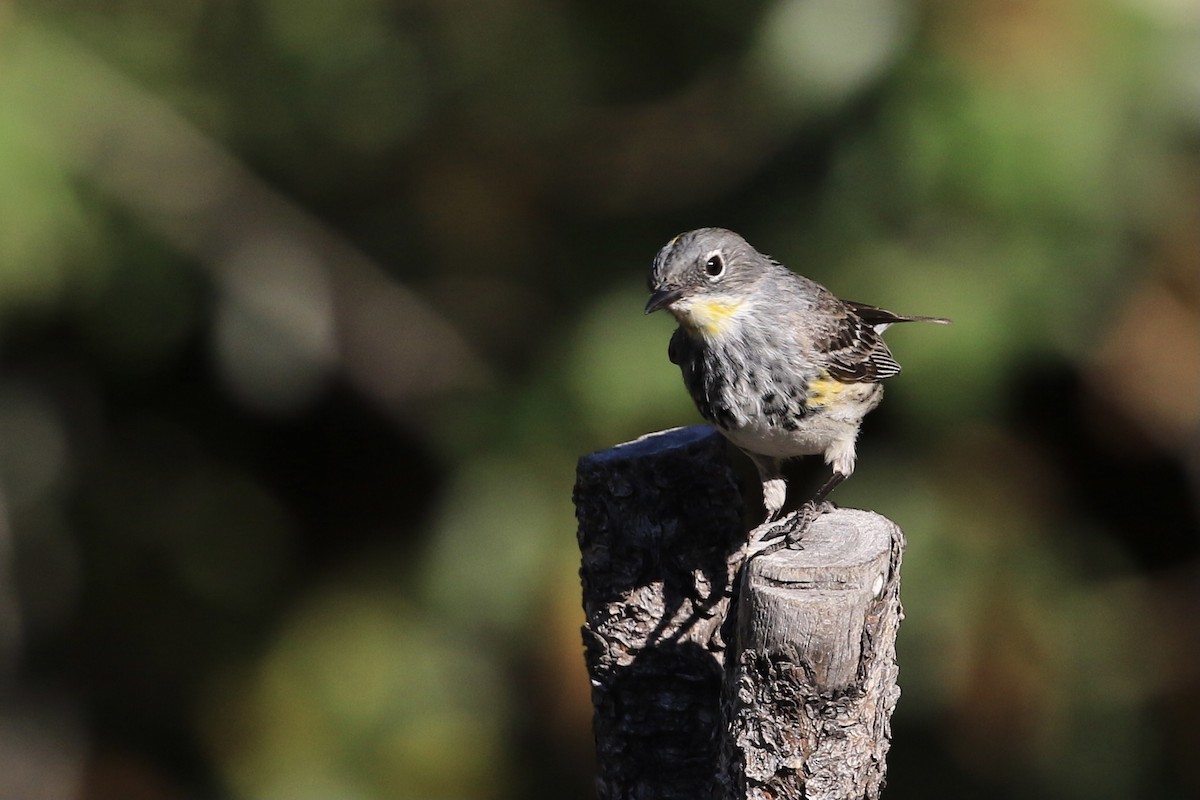 Yellow-rumped Warbler (Audubon's) - ML618487361