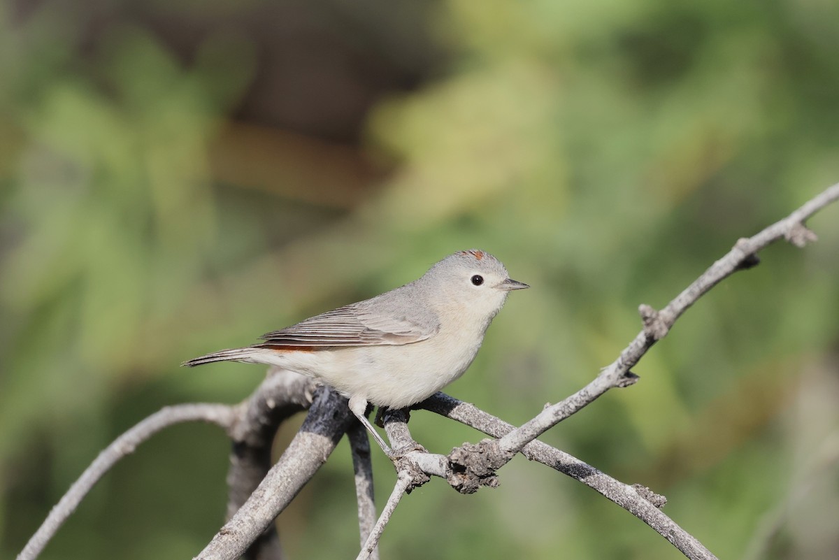 Lucy's Warbler - ML618487362