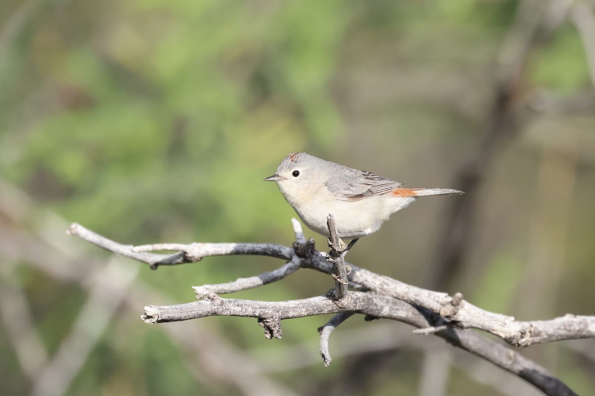Lucy's Warbler - ML618487363