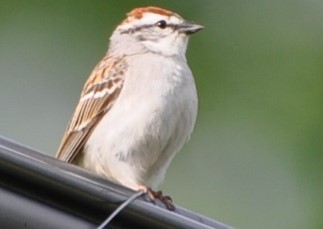 Chipping Sparrow - ML618487397