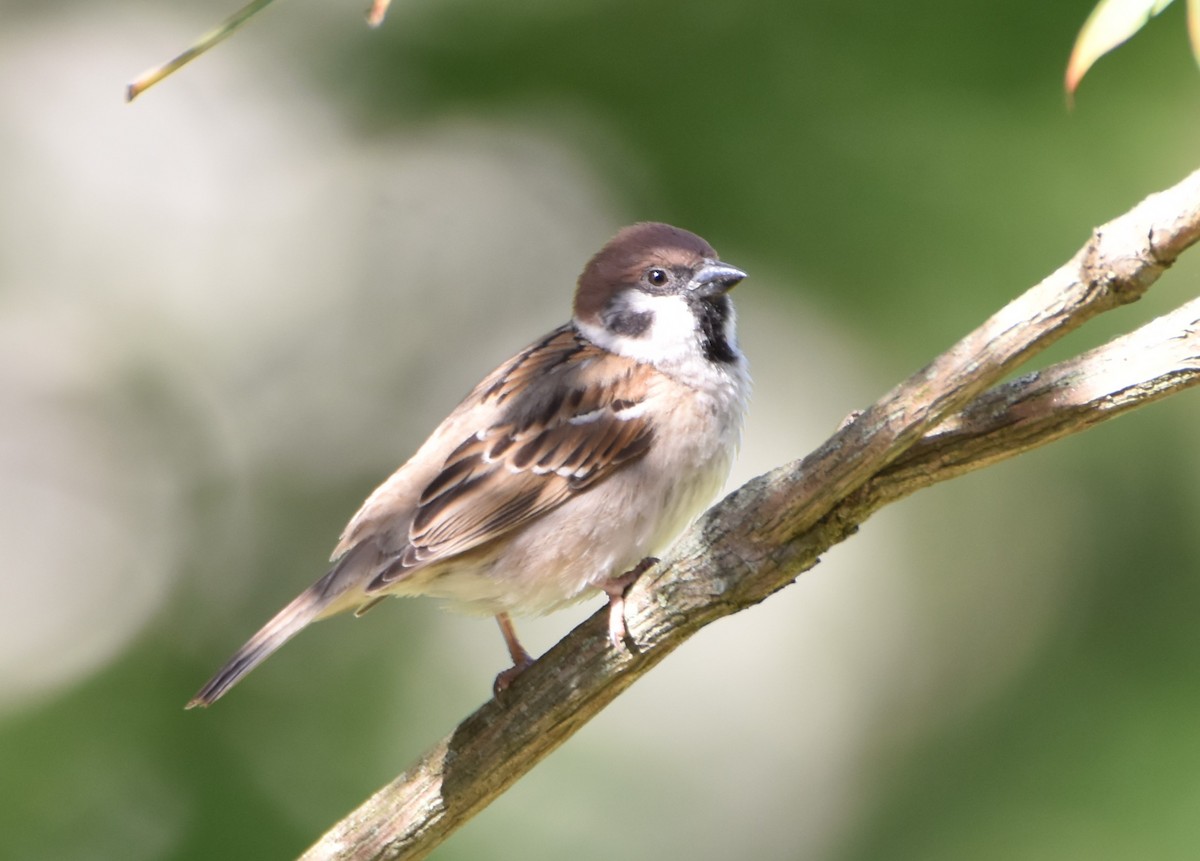 Eurasian Tree Sparrow - ML618487399