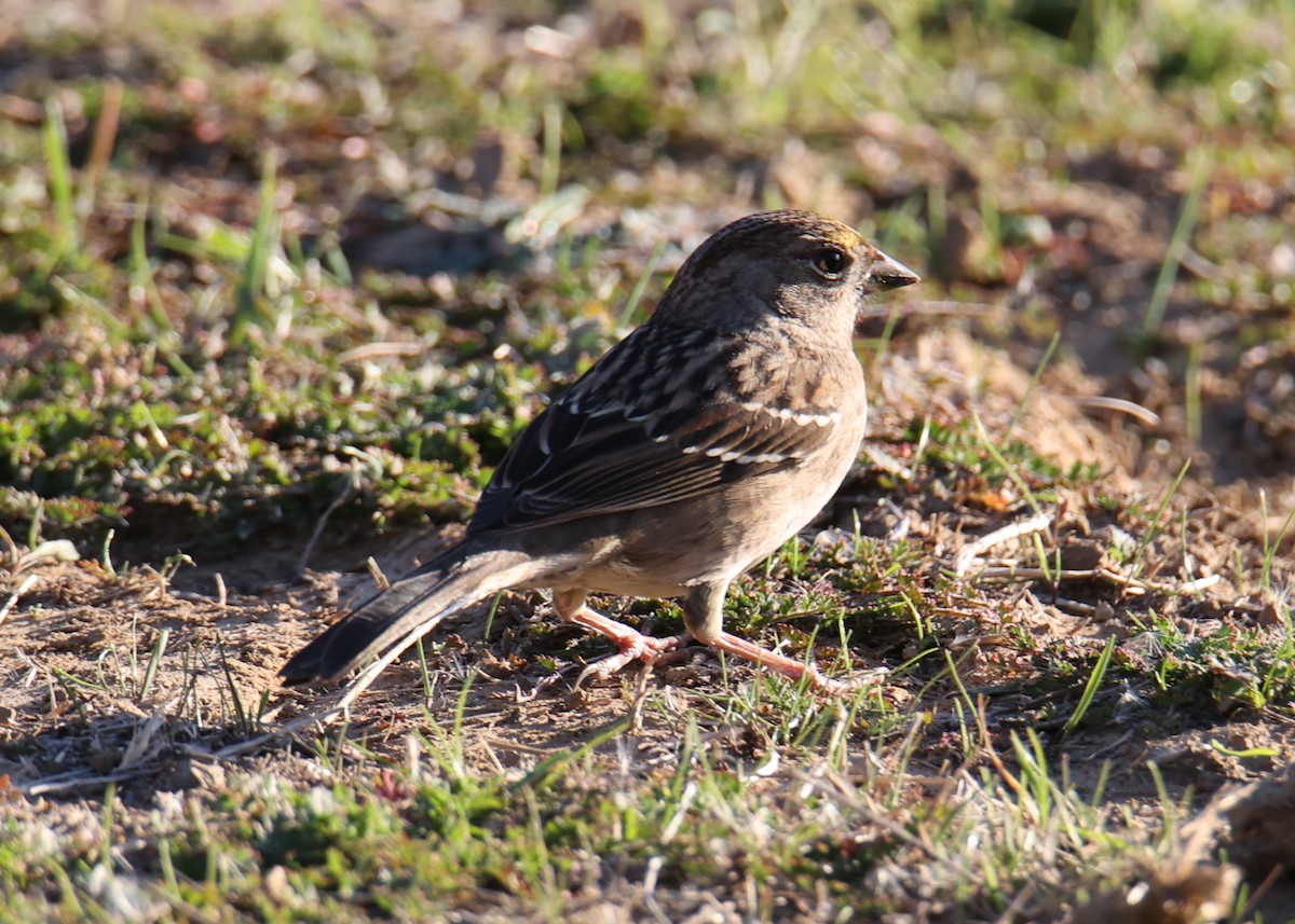 Golden-crowned Sparrow - ML618487427
