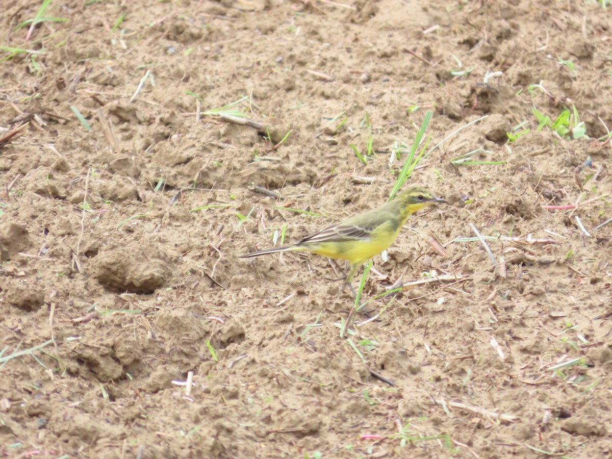 Eastern Yellow Wagtail (Green-headed) - 韋勳 陳