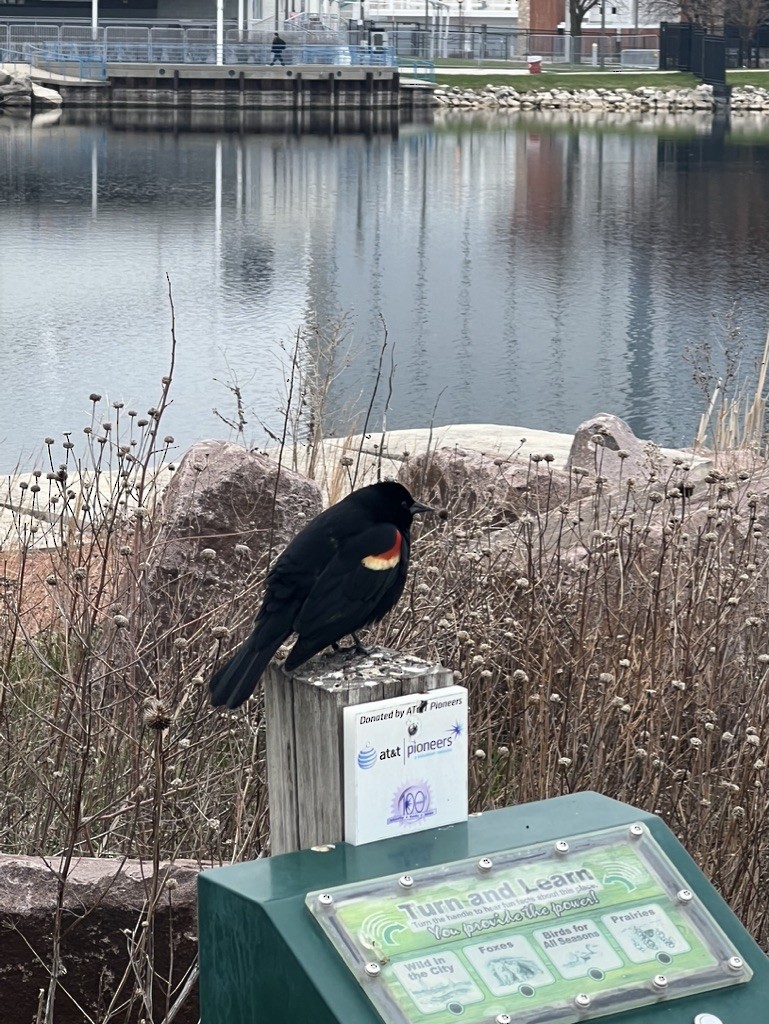 Red-winged Blackbird - ML618487478