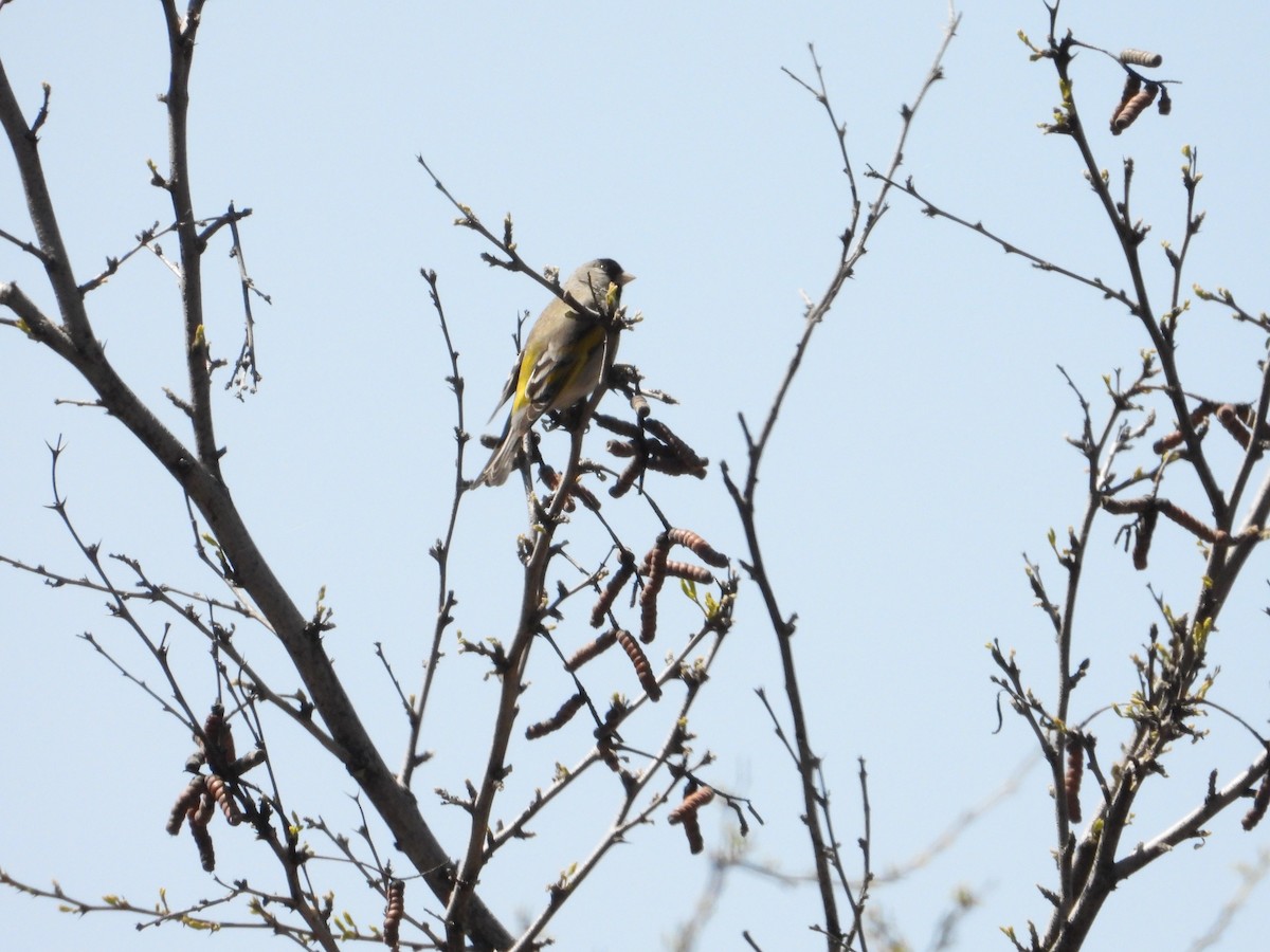 Lawrence's Goldfinch - ML618487513