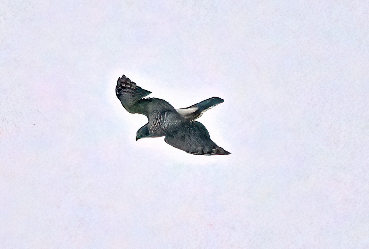 Eurasian Sparrowhawk - ML618487521