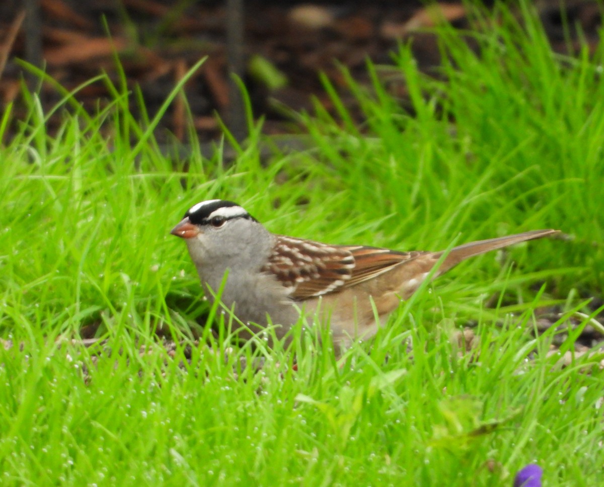 White-crowned Sparrow - ML618487525