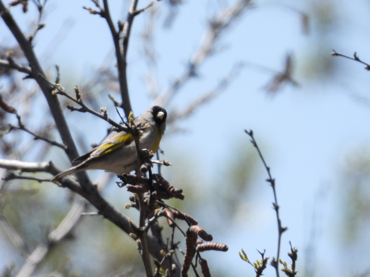 Lawrence's Goldfinch - Bill Holland
