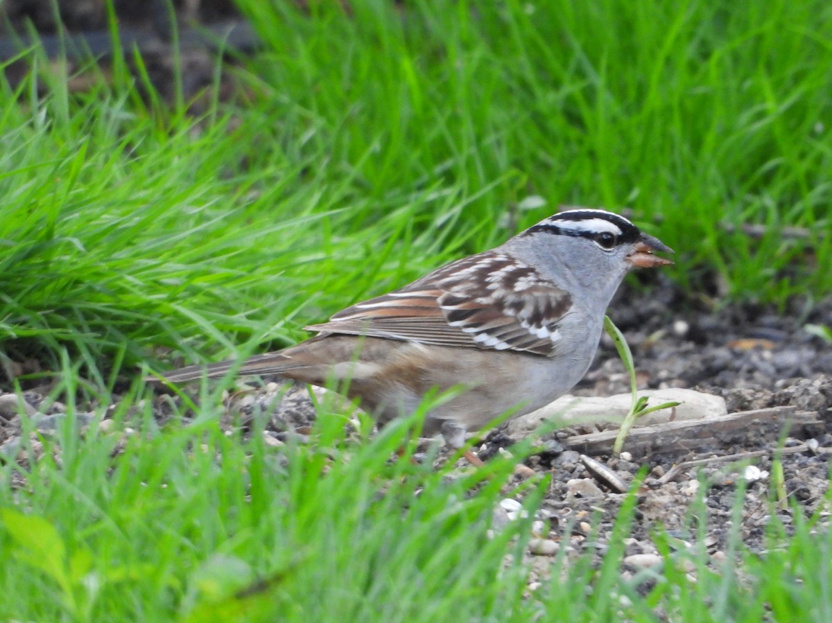 White-crowned Sparrow - ML618487541