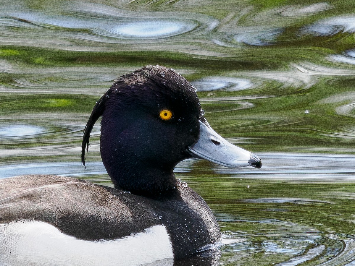 Tufted Duck - ML618487542