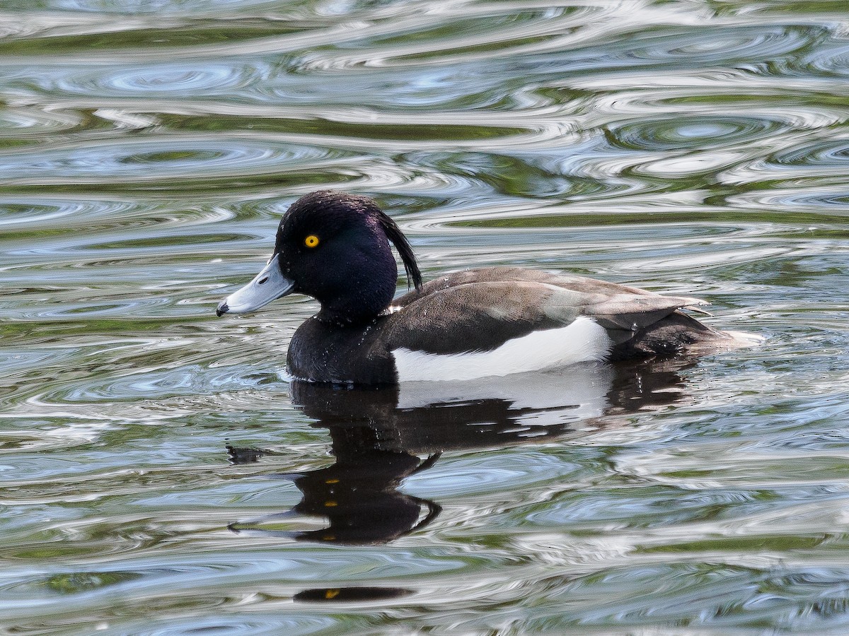 Tufted Duck - ML618487543