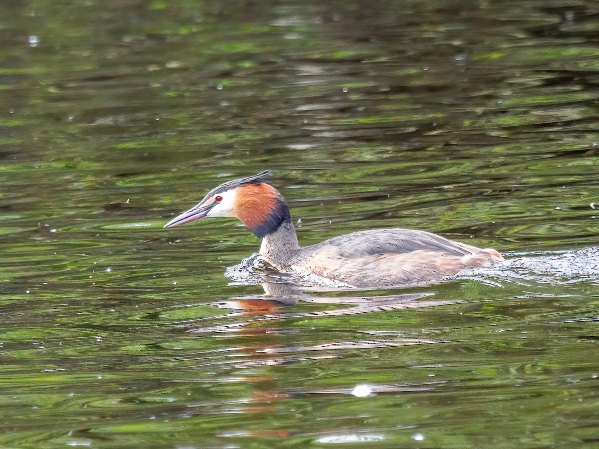 Great Crested Grebe - ML618487565