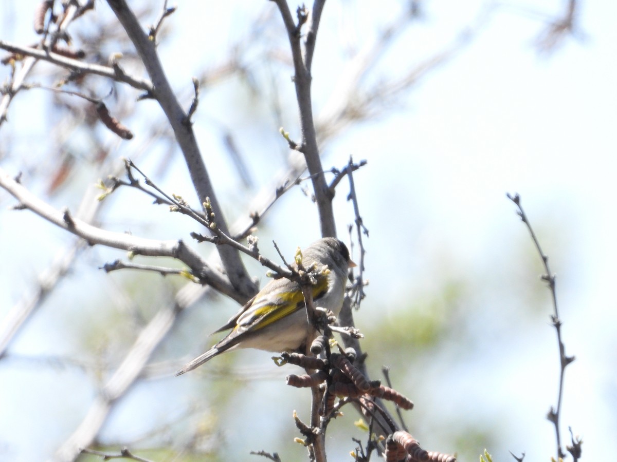 Lawrence's Goldfinch - ML618487566
