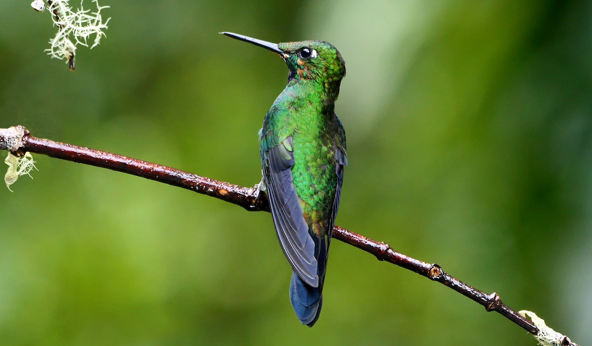 kolibřík subtropický - ML618487570