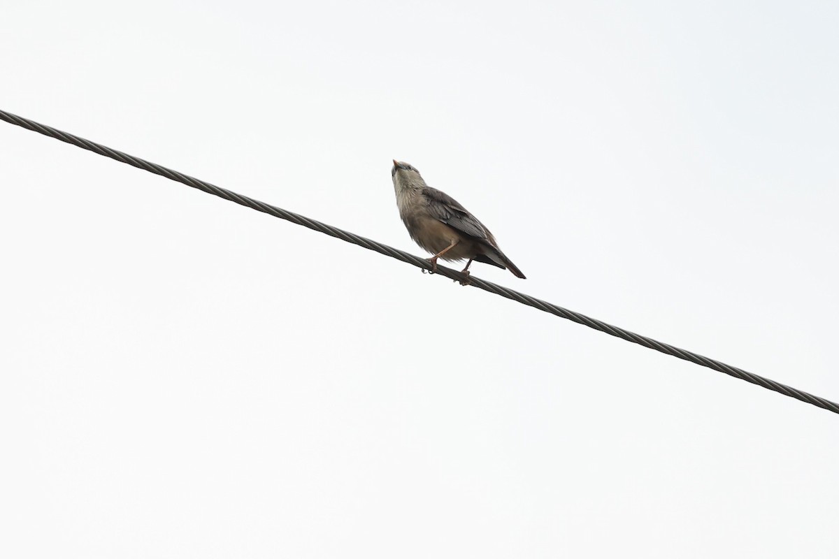 Chestnut-tailed Starling - ML618487572