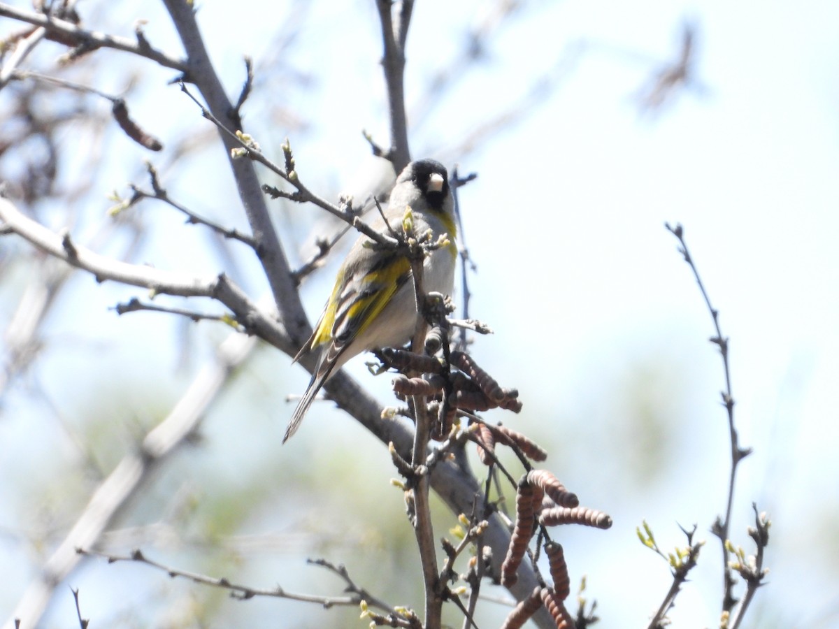 Lawrence's Goldfinch - ML618487575