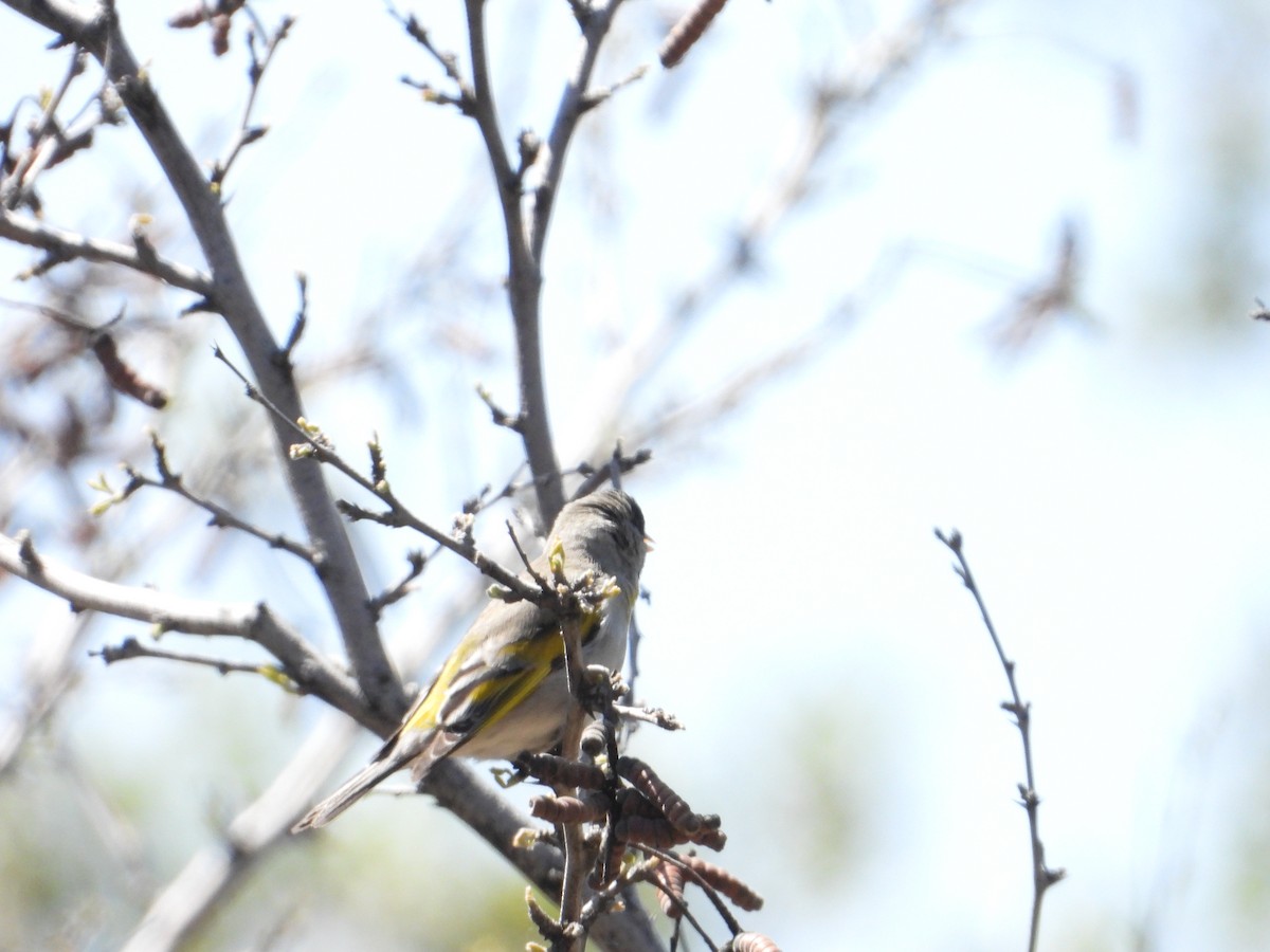 Lawrence's Goldfinch - ML618487581