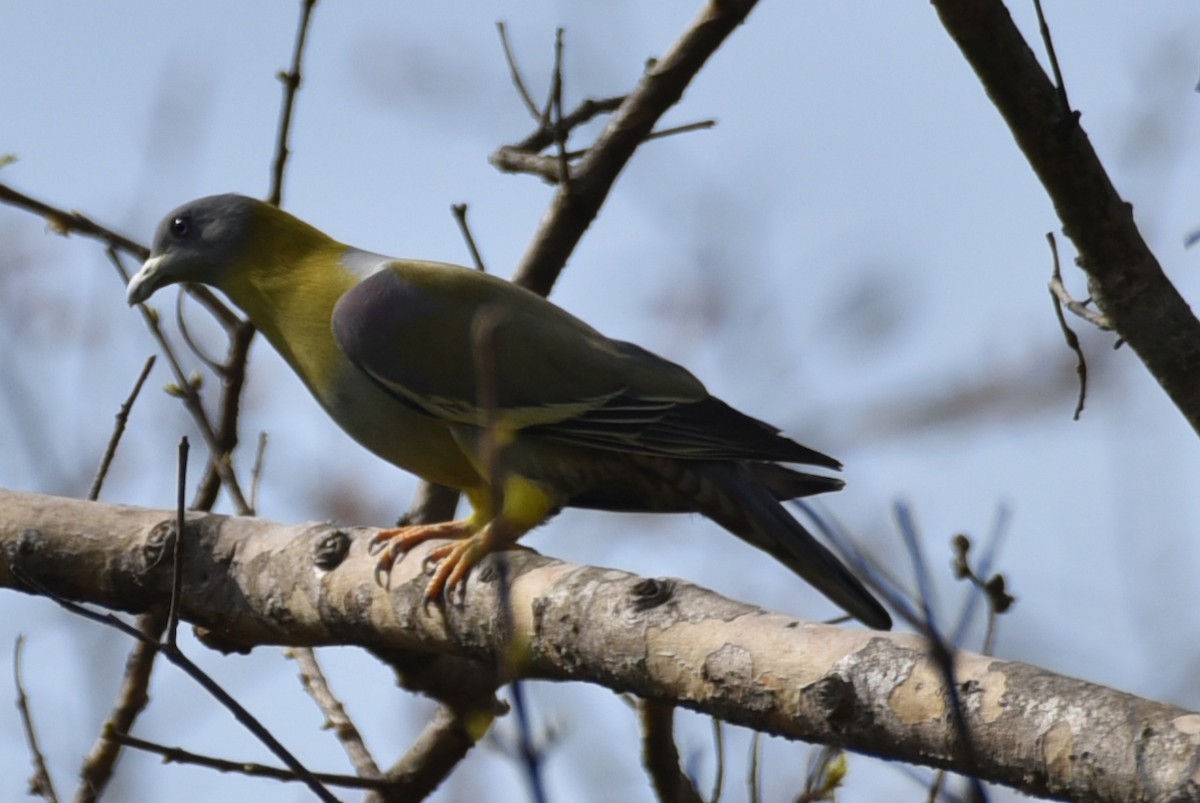 Yellow-footed Green-Pigeon - ML618487586