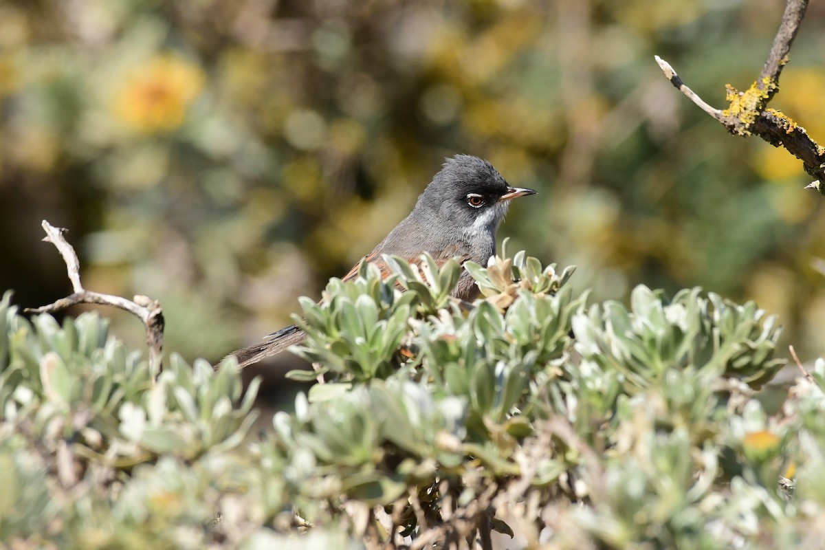 Spectacled Warbler - ML618487598