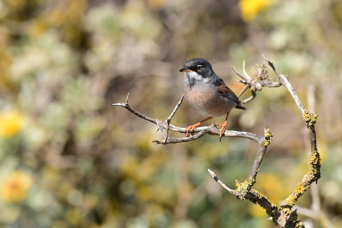 Spectacled Warbler - ML618487607