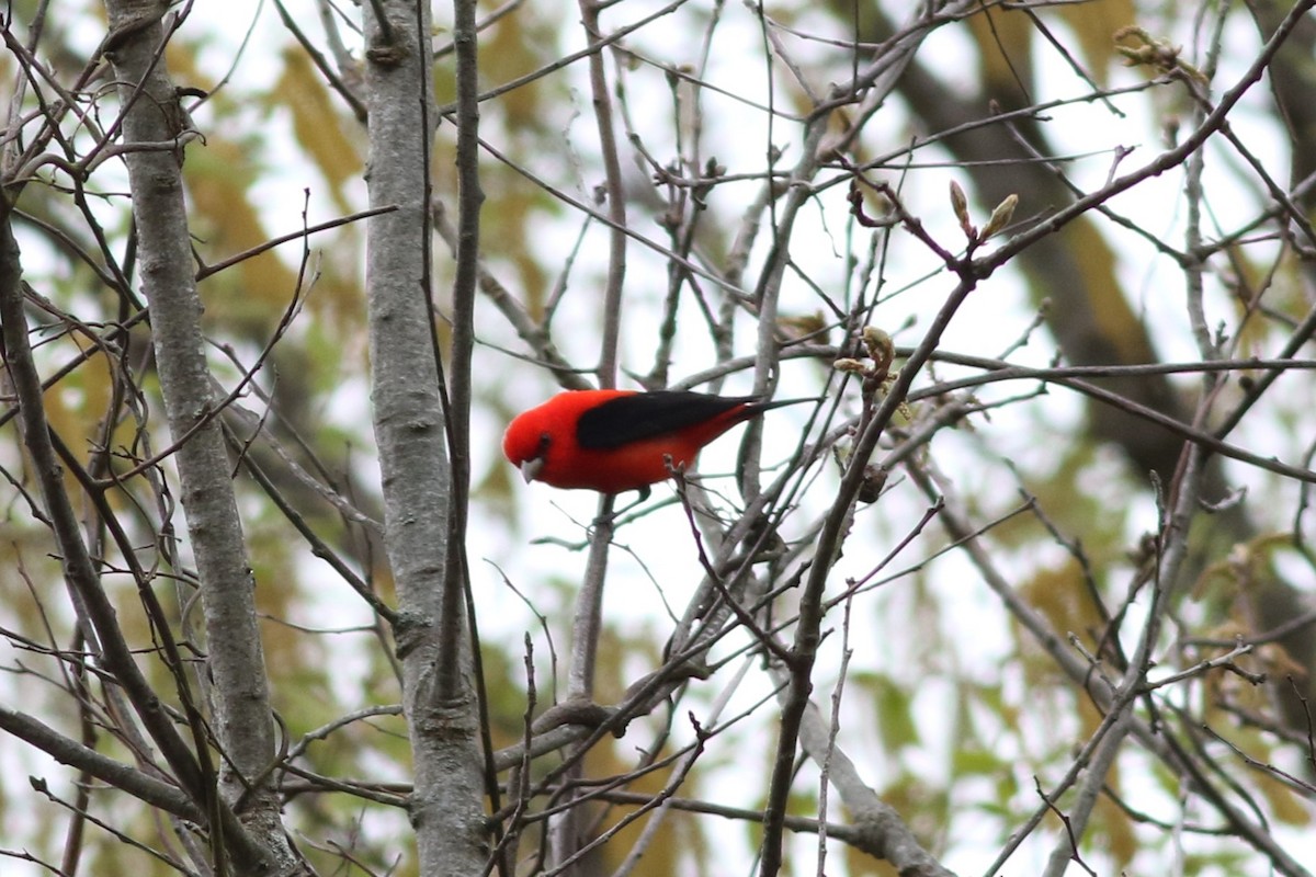 Scarlet Tanager - ML618487617