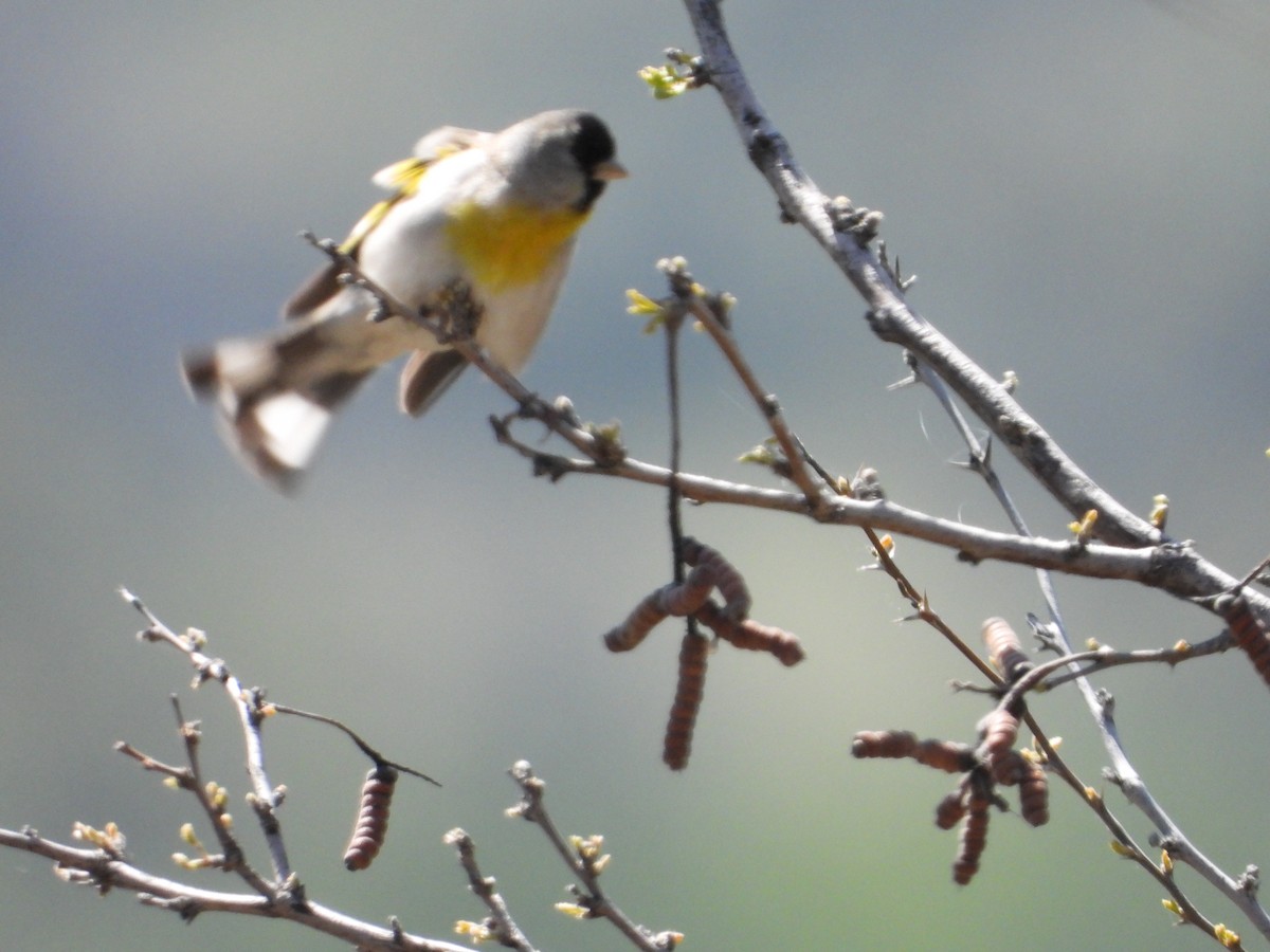 Lawrence's Goldfinch - ML618487633