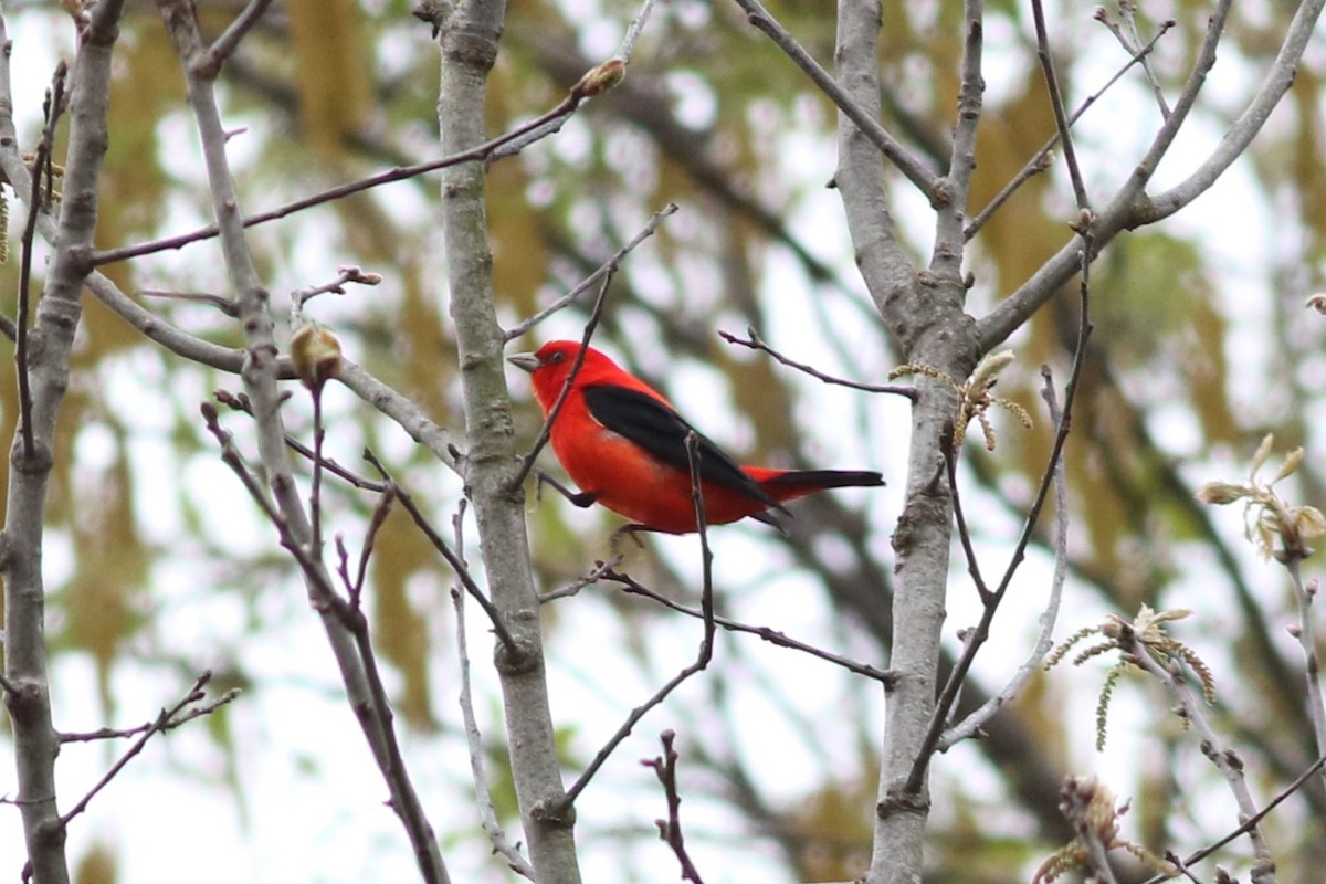 Scarlet Tanager - ML618487634