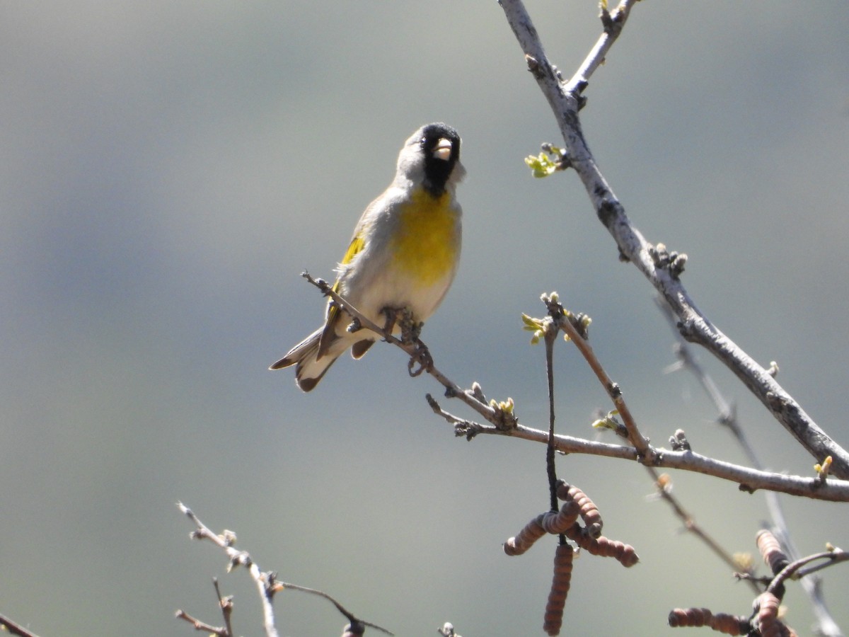 Lawrence's Goldfinch - ML618487643