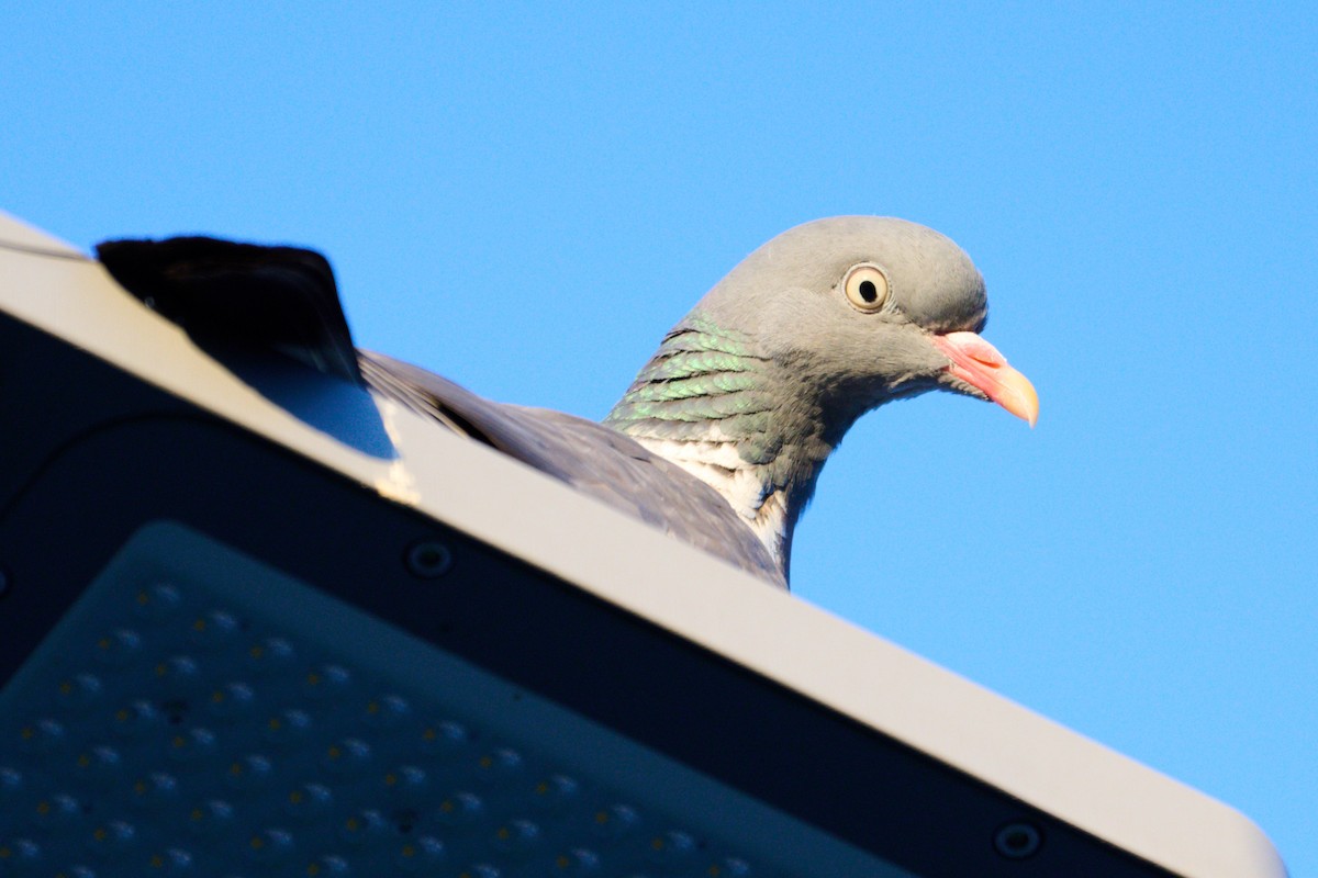 Common Wood-Pigeon - ML618487648