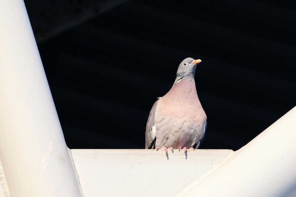 Common Wood-Pigeon - ML618487650