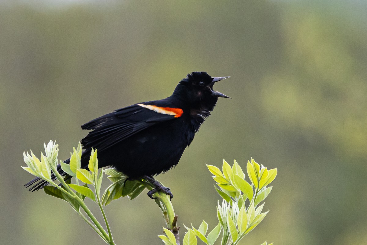 Red-winged Blackbird - ML618487651