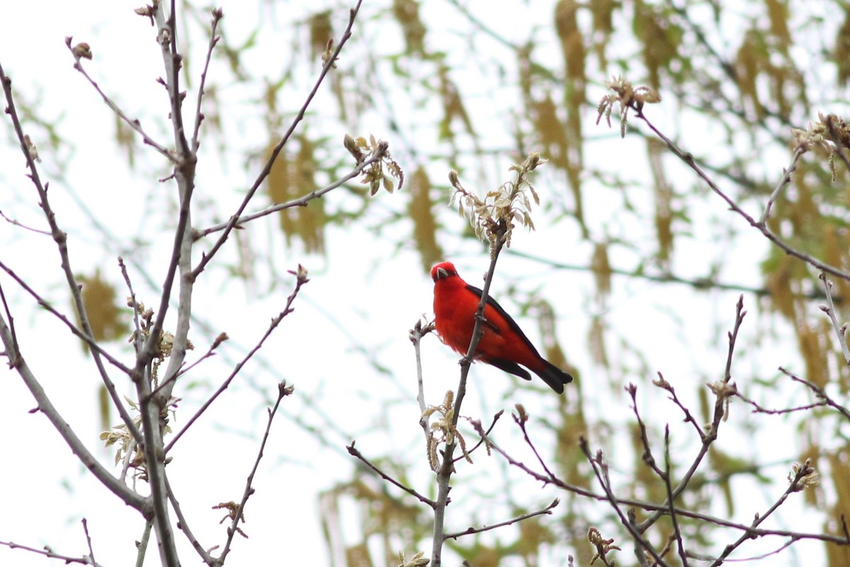 Scarlet Tanager - ML618487663