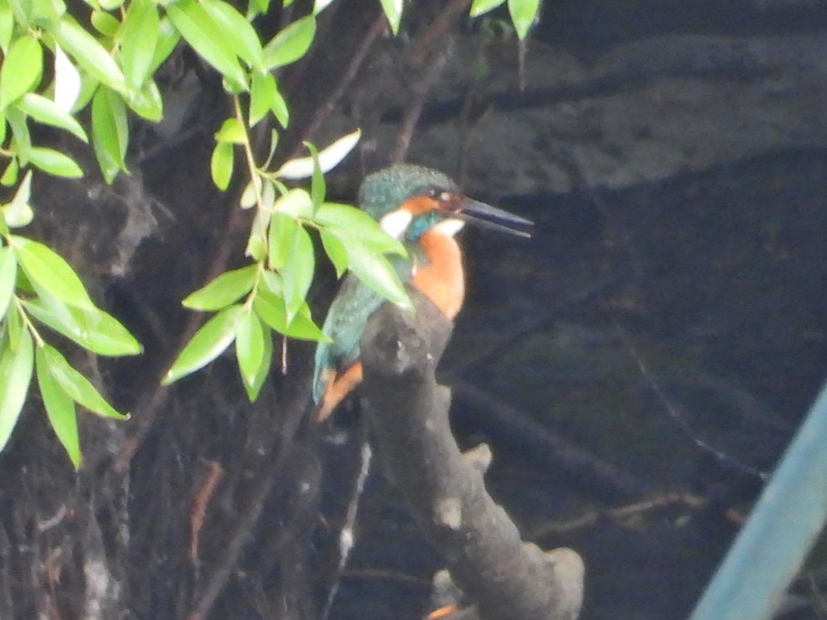 Common Kingfisher - ML618487664