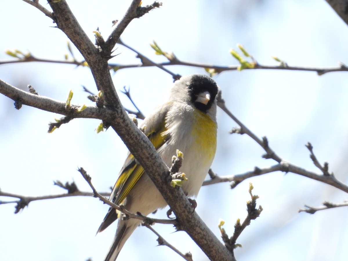 Lawrence's Goldfinch - ML618487684