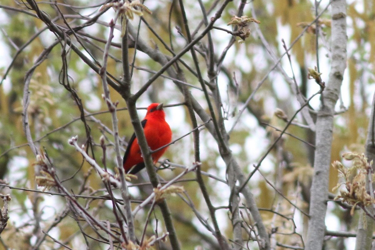 Scarlet Tanager - ML618487686