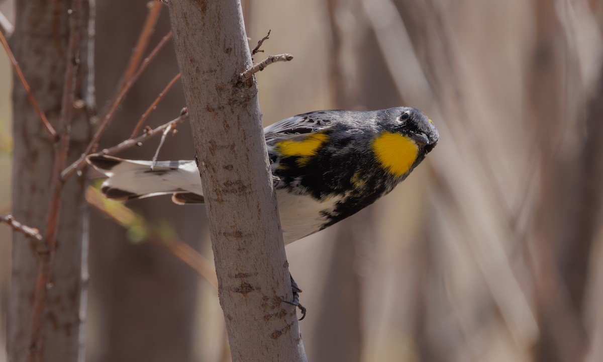 Yellow-rumped Warbler (Audubon's) - ML618487744