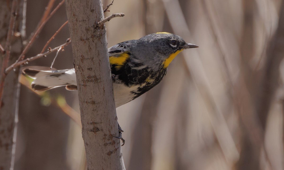 Yellow-rumped Warbler (Audubon's) - ML618487745