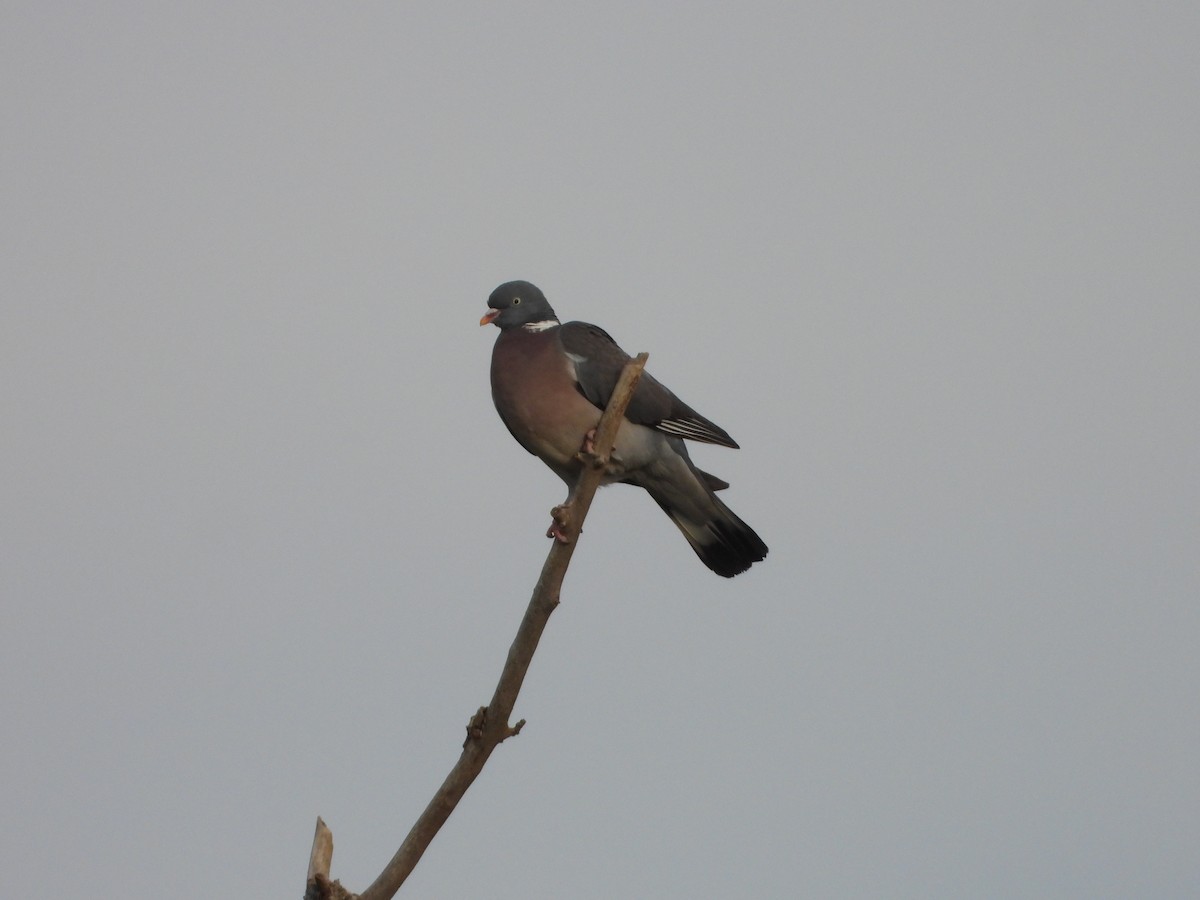 Common Wood-Pigeon - ML618487759