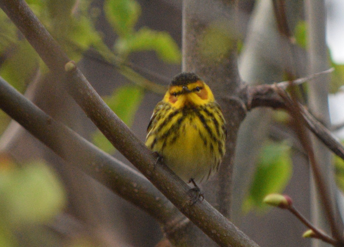 Cape May Warbler - ML618487766