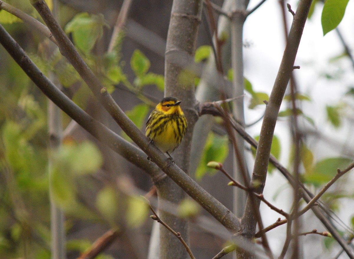Cape May Warbler - ML618487769