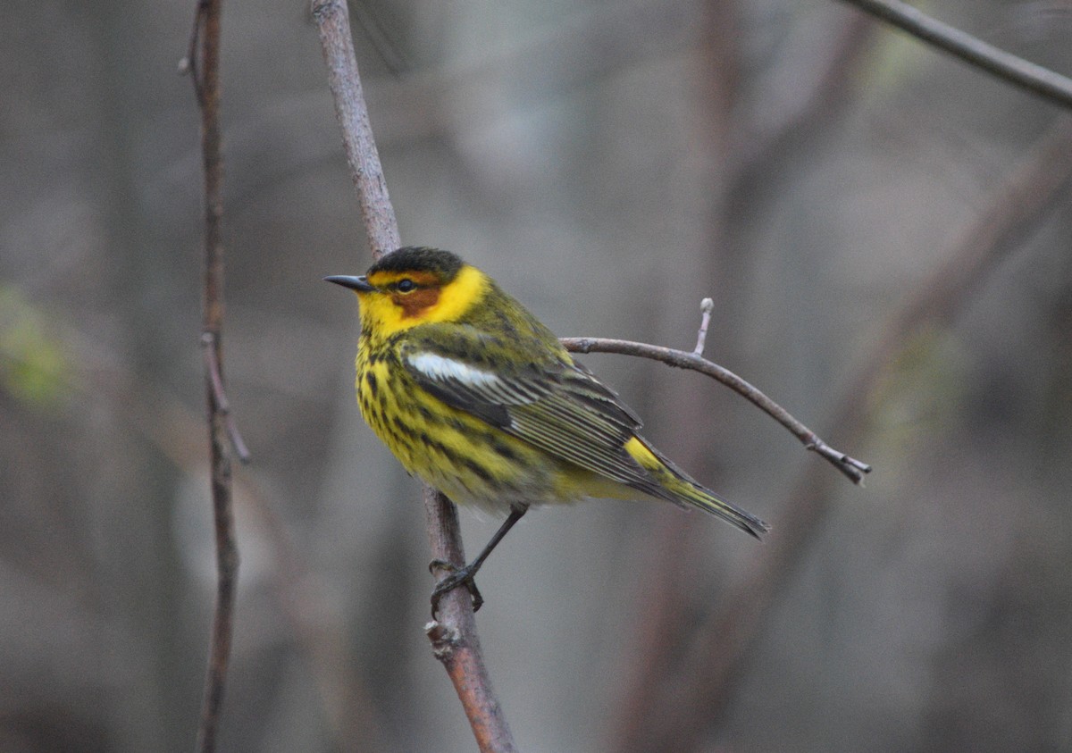 Cape May Warbler - ML618487772