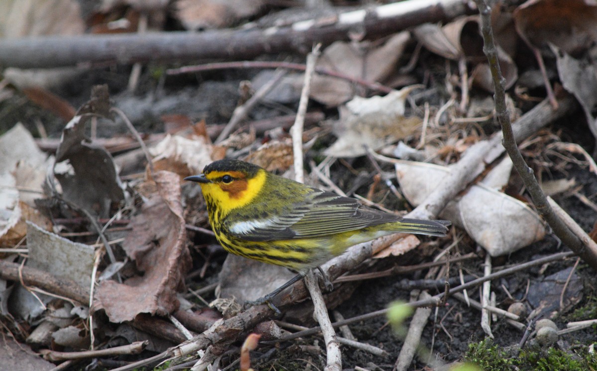 Cape May Warbler - ML618487773