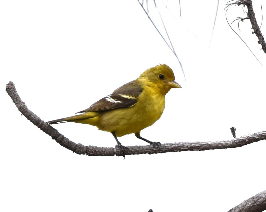 Western Tanager - ML618487784