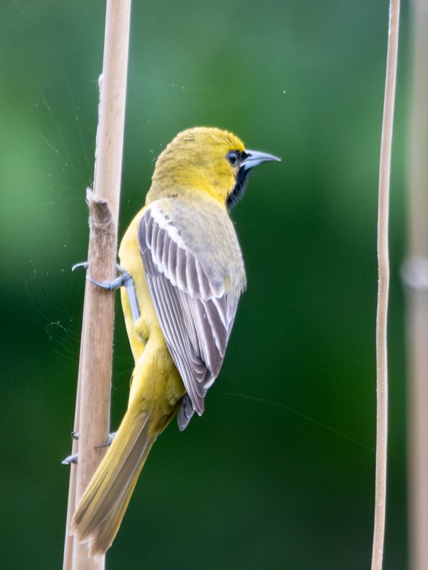 Orchard Oriole - ML618487790