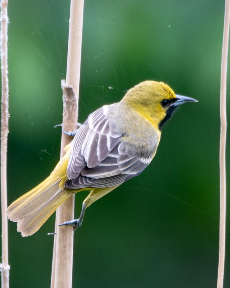 Orchard Oriole - ML618487794
