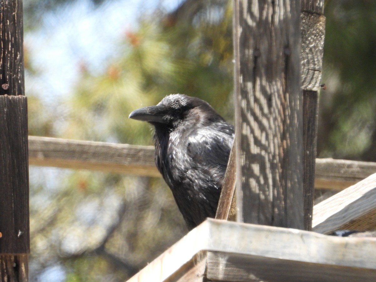 Common Raven - ML618487796