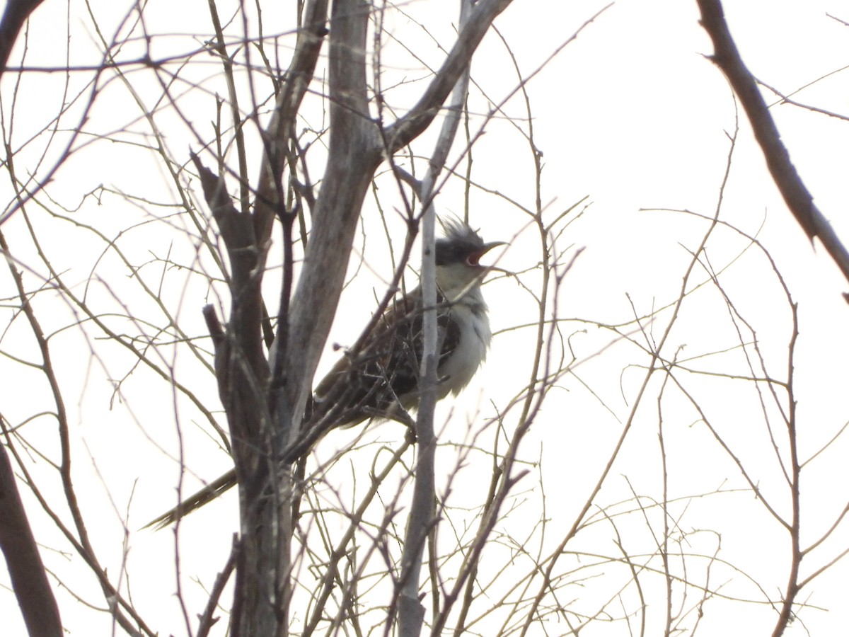 Great Spotted Cuckoo - ML618487797