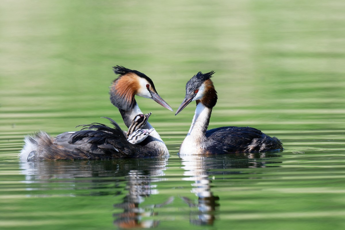 Great Crested Grebe - ML618487814